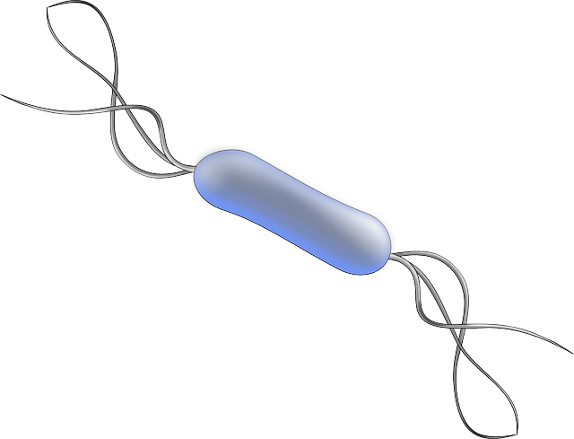 Bacillus, Bacteria, Biology, Microbiology - Bacilos Bacterias Png (640x489), Png Download