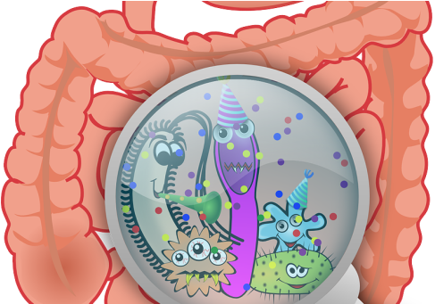 Gut Bacteria - Essential Handbook To A Healthy Gut (610x340), Png Download