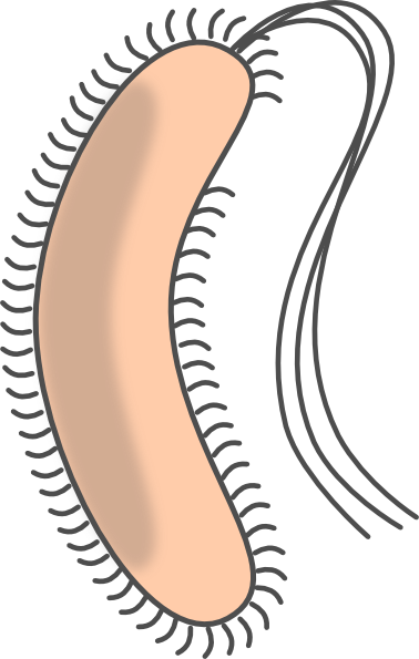 Vector Bacteria Clipart - E Coli Clip Art (378x595), Png Download