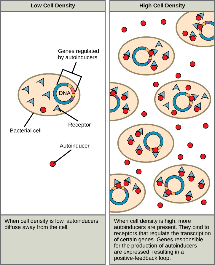 The Left Part Of This Illustration Shows A Single Bacterial - Quorum Sensing Cell To Cell Communication (725x895), Png Download