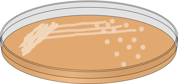 Vector Bacteria Water Clipart Image Freeuse Stock - Petri Dish Clip Art (600x285), Png Download