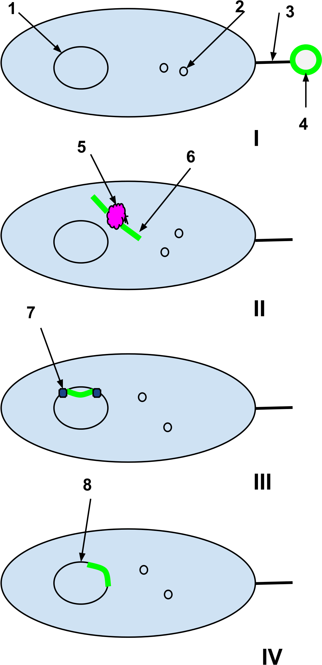 Bacteria - Competence Factor (1200x2370), Png Download
