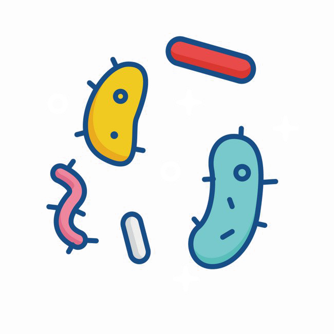 Bacteria Png File - Bacterias Png (650x651), Png Download