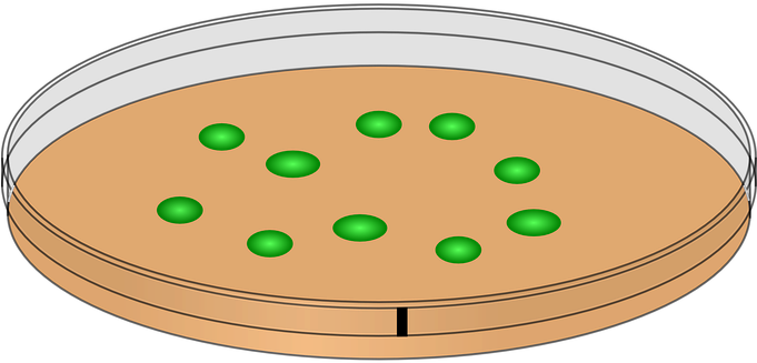 Petri Dish Innoculation Bacteria Bacterial - Agar Plate Clip Art (680x340), Png Download