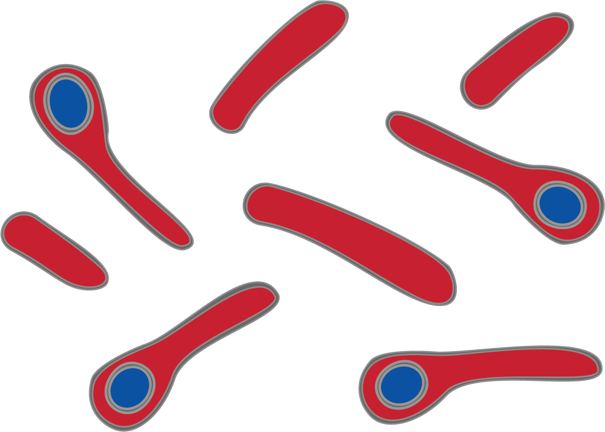 Clostridium - Bacteria Clostridium Tetani Png (1221x871), Png Download