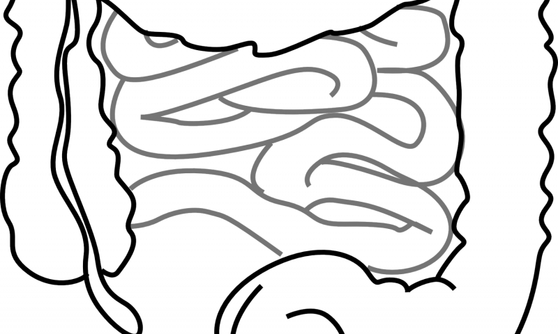 Intestines Clipart (800x480), Png Download