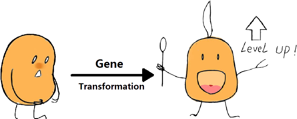 What Are The Key Genes - E Coli Transformation Cartoon (982x392), Png Download