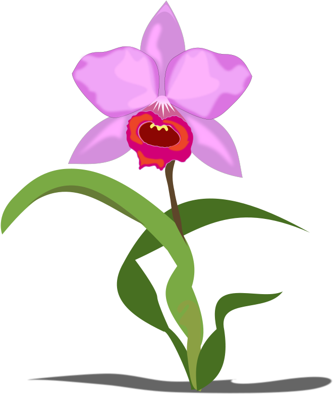 Free To Use &, Public Domain Orchid Flower Clip Art - Orchid Clip Art (800x800), Png Download