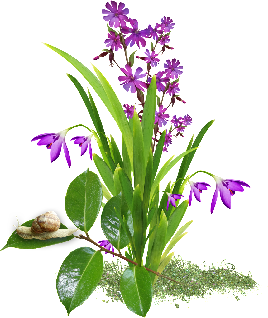 This Product Design Is Transparent Background Of Orchid - Portable Network Graphics (1024x1024), Png Download