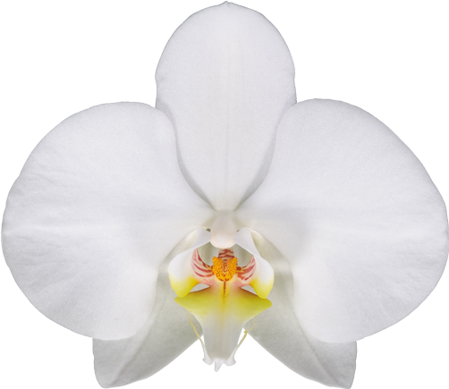 Las Palmas - Phalaenopsis Sanderiana (581x521), Png Download