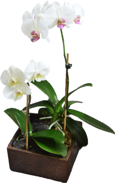 Contemporary Orchid Planter - Flower (582x633), Png Download