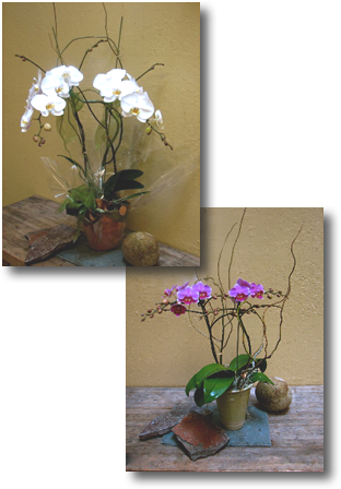 Orchids (312x448), Png Download