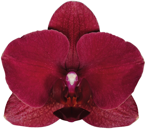 Leeds - Montreux - Montreux Орхидея (581x521), Png Download