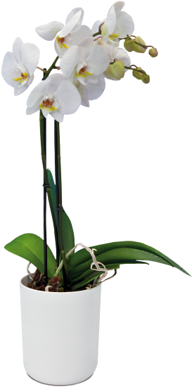 Home > Collection > B - B.for Soft Orchid Pot 12, 5 X 15 Cm White D / S. 82 (750x750), Png Download