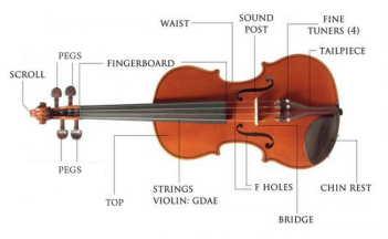 Parts Of A Violin (350x350), Png Download