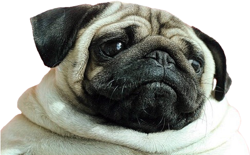 Sad Pug Face - Pug Png (500x322), Png Download