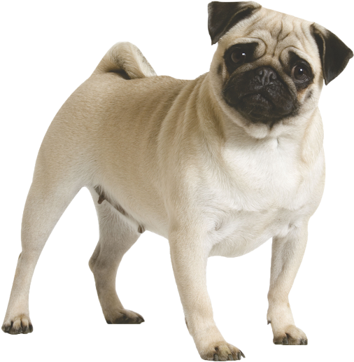 Full Grown Pug Dog Picture - Pug Dog (534x523), Png Download