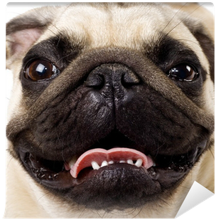 Pug Portraits Address Labels (400x400), Png Download