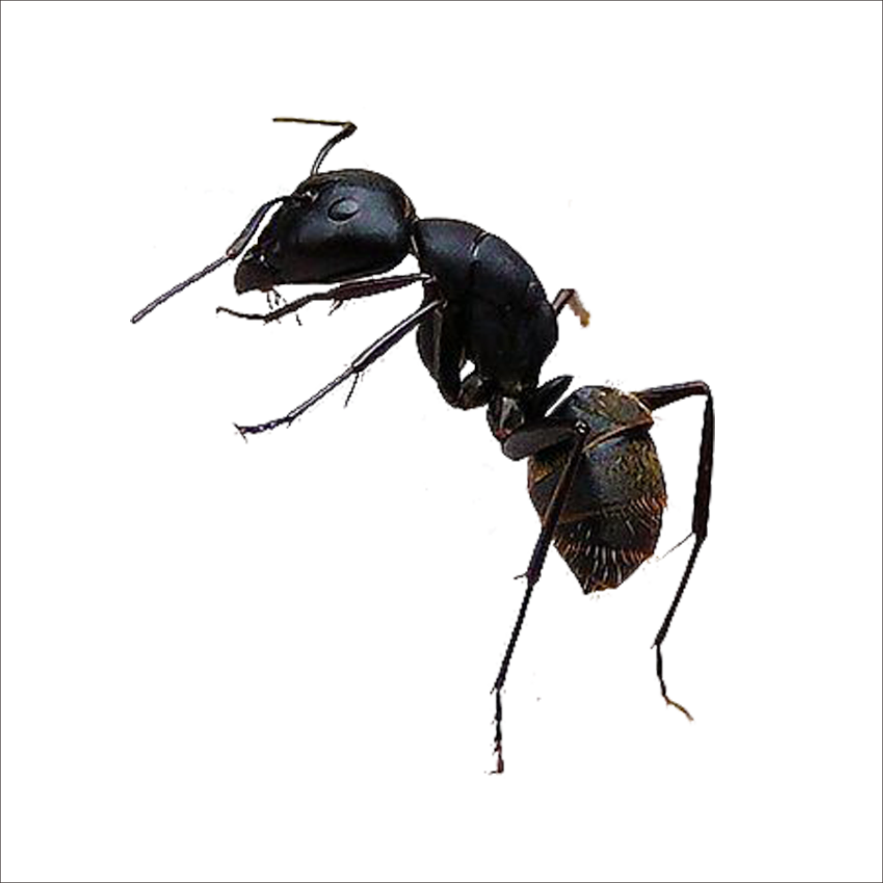 Ant Transparent Images - Png Ant (1773x1773), Png Download