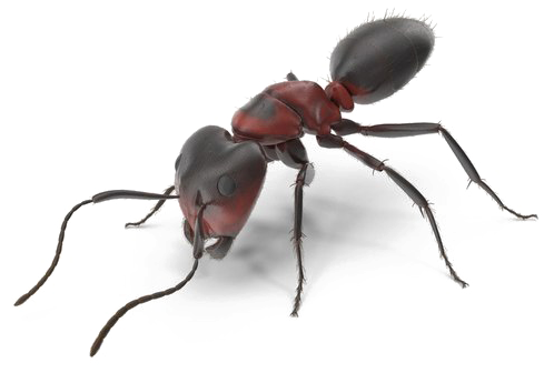 Ant Download Transparent Png Image - Portable Network Graphics (600x600), Png Download