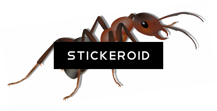 Ant (714x368), Png Download
