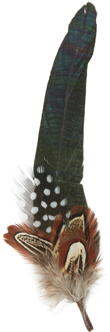 Insect (2000x2000), Png Download