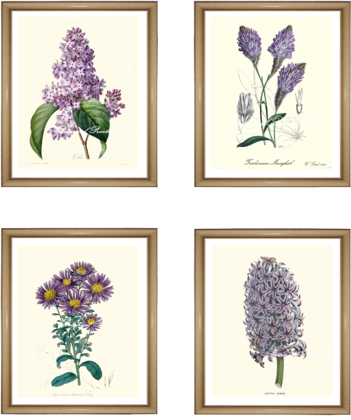 4 Purple Flowers Print Set - Printing (581x731), Png Download
