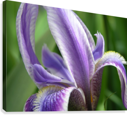 Purple Flowers Photograph Canvas Print - Canvas Print (429x386), Png Download