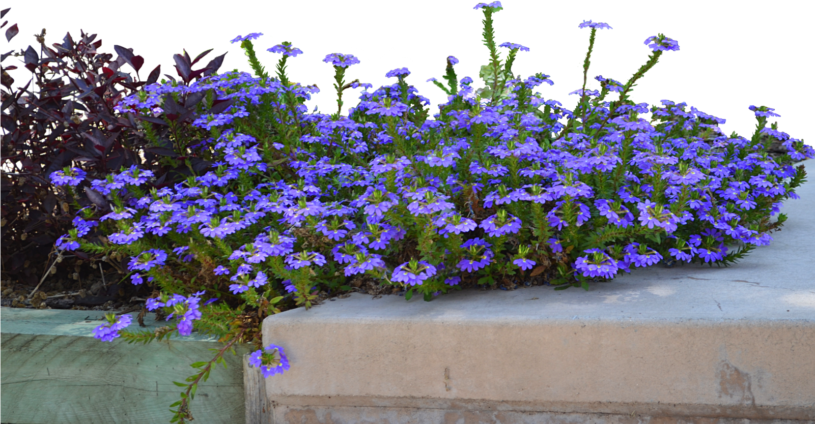 Priscilla Mora Impressive - Petunia (1600x1060), Png Download