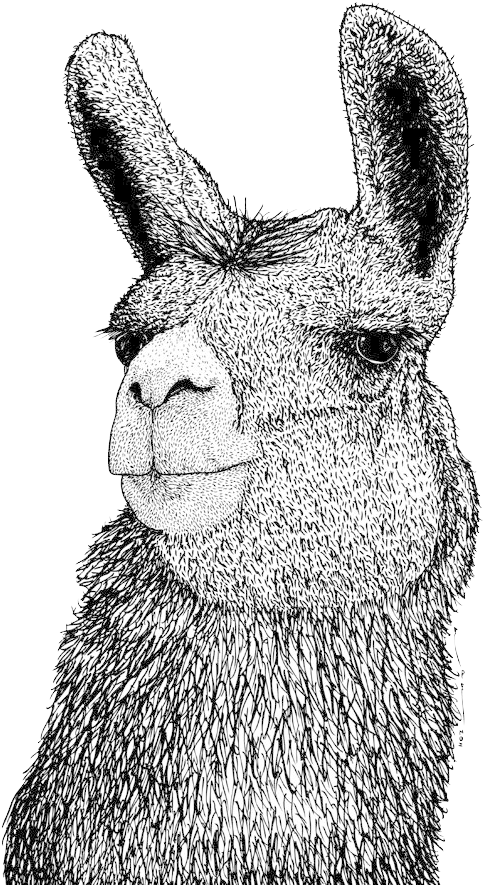 Llama Png By Birdy212 - Llama Drawing Face (572x900), Png Download