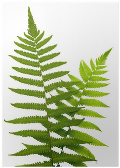 Vascular Plant (400x400), Png Download