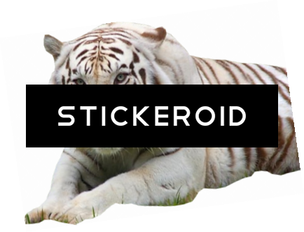 White Tiger - Bengal Tiger (434x332), Png Download