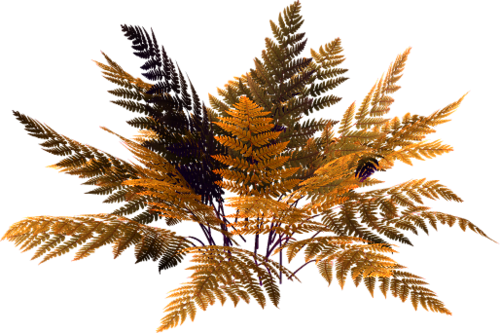 Ferns - Plantas Psd (500x333), Png Download