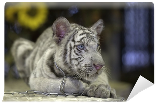 White Tiger (400x400), Png Download