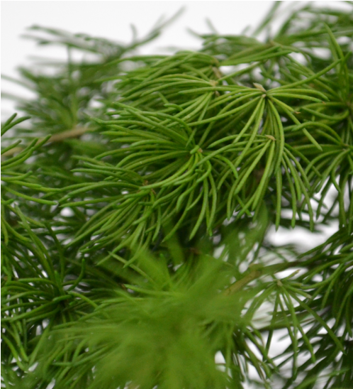 Evergreen (863x547), Png Download