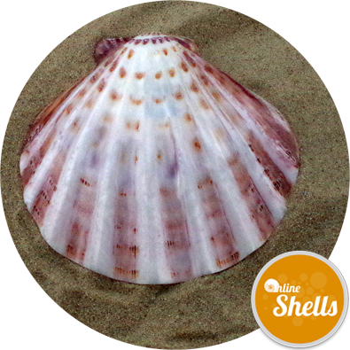 Polished - Lion (395x395), Png Download