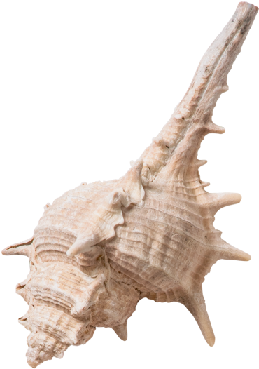 Decorative Seashell - Seashell (866x650), Png Download