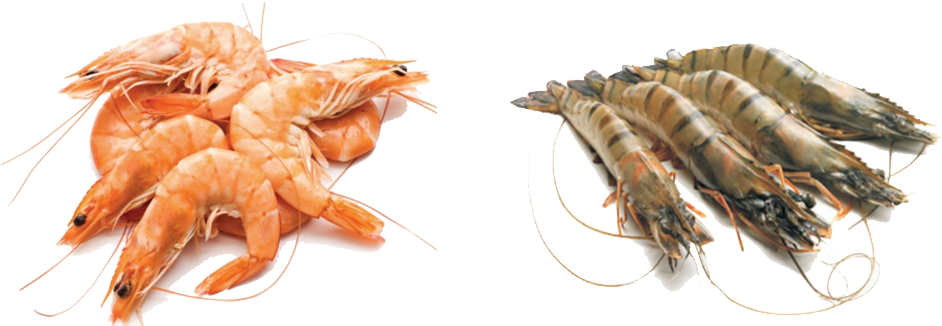 Prawns - Prawn Fish (1002x341), Png Download