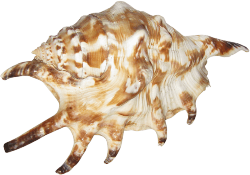 Seashell Animals - Seashell (506x360), Png Download
