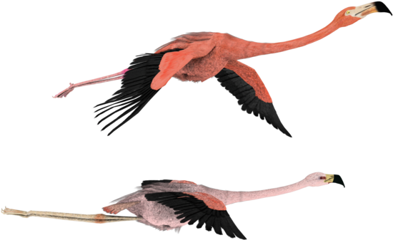Flying Flamingo Png - Flamingo Flying Transparent Background (600x480), Png Download