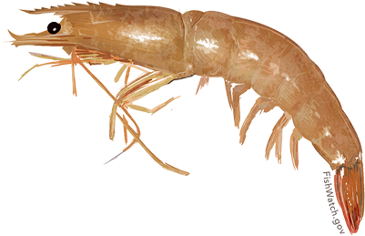 Brown Shrimp - Amphipods White Background (640x427), Png Download