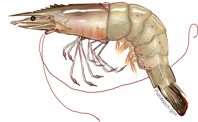 Illustration Of A White Shrimp - Shrimp Png (640x394), Png Download