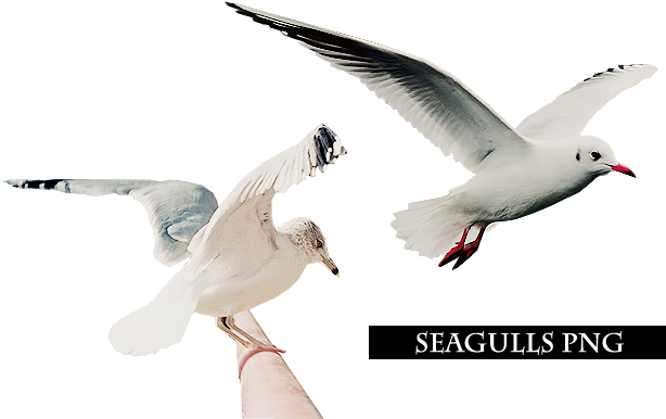 Seagulls Png (700x400), Png Download