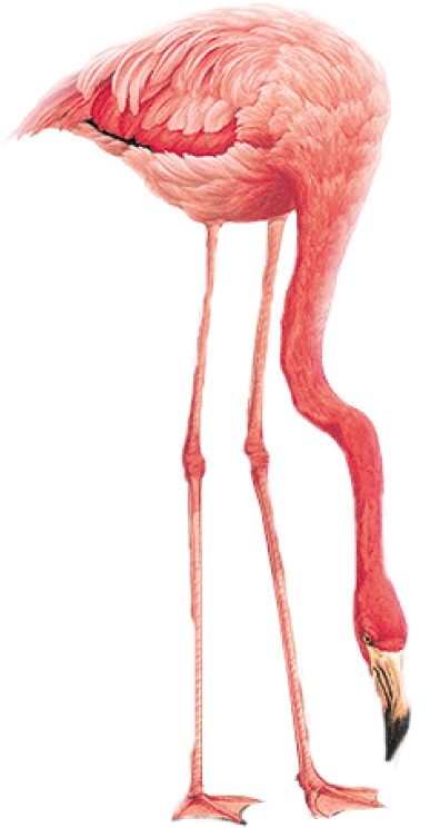 Flamingo Png, Download Png Image With Transparent Background, - Flamingo Png Transparent Background (400x782), Png Download