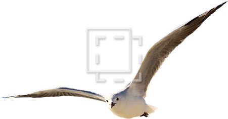 Parent Category - Landing (450x450), Png Download
