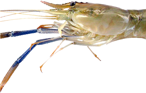 Chesapeake Blue Crab (500x431), Png Download