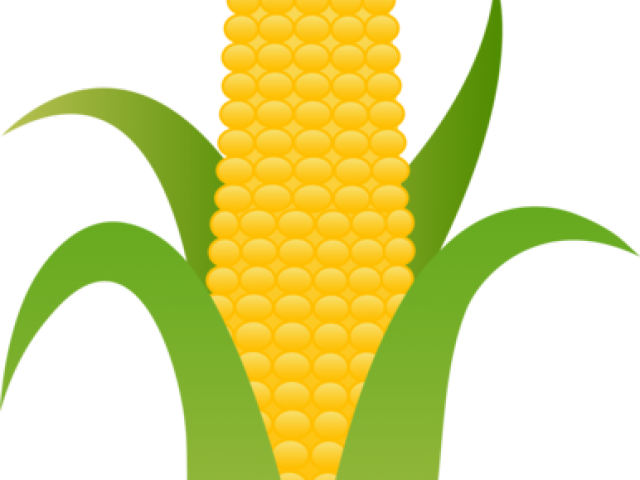 Corn Png Transparent Images - Transparent Background Corn Clipart (640x480), Png Download