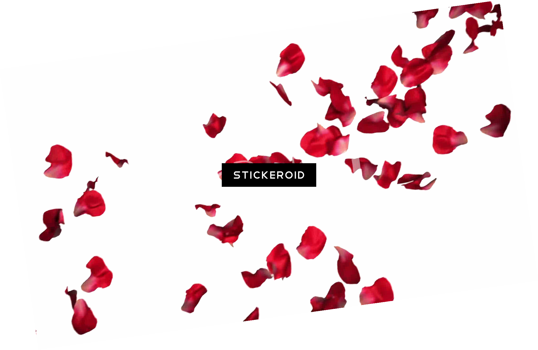 Rose Petals Flowers - Png Rose Red Scattered (2050x1336), Png Download