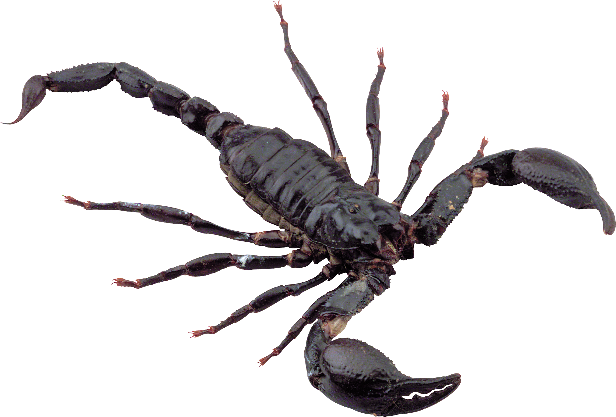 Scorpion Png (2022x1368), Png Download