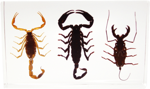 Scorpion Set - Block Scorpion (500x500), Png Download